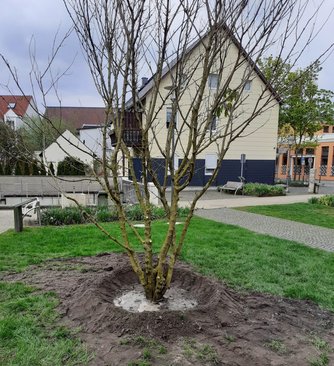 Maulbeerbaum, frisch gepflanzt
